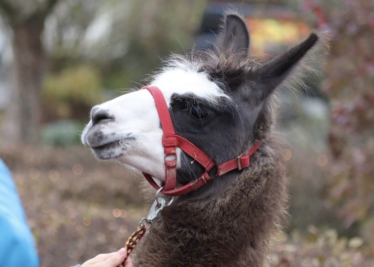 Portrait eines Alpaka beim Adventsmarkt Niedersorpe