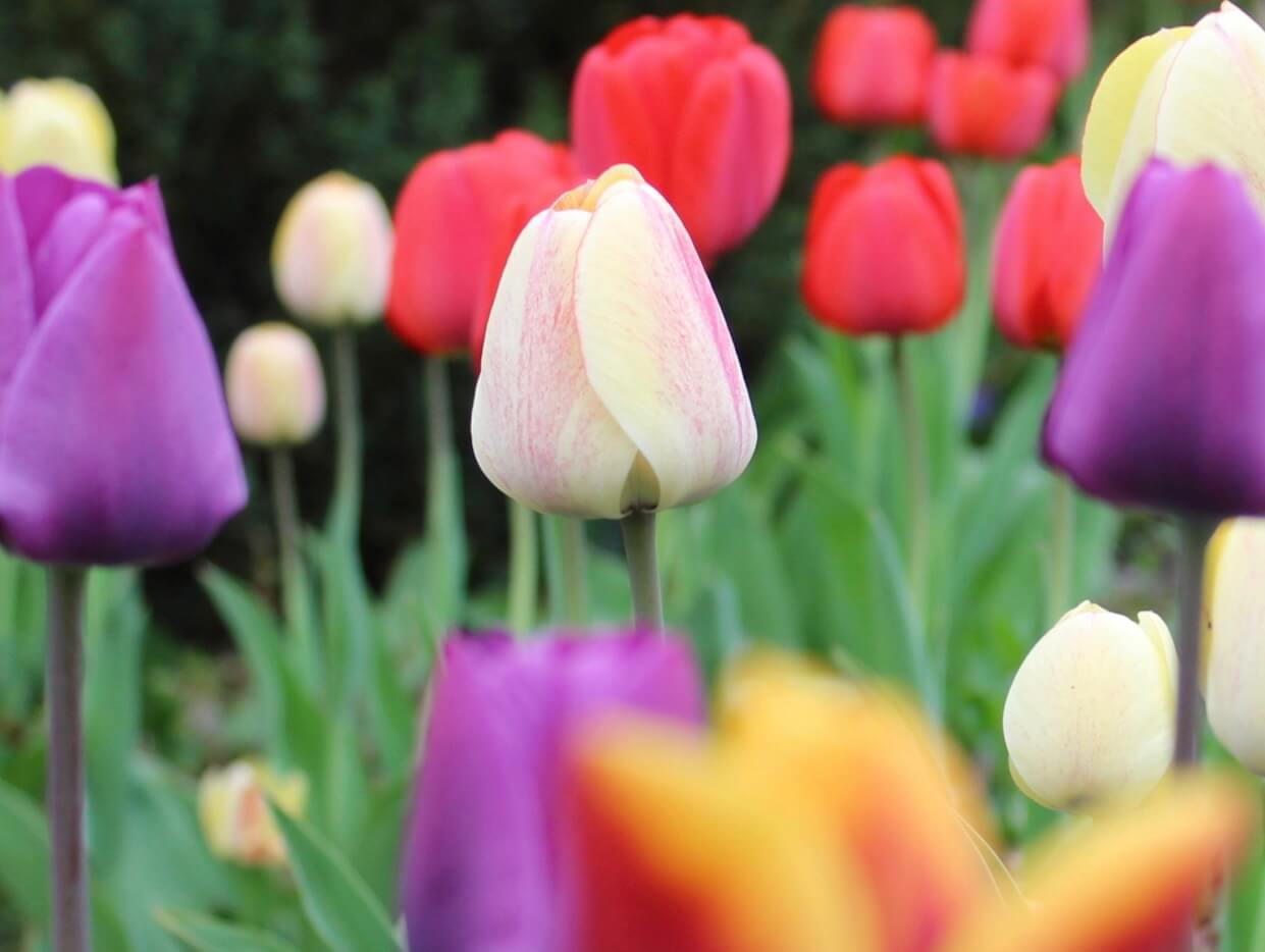 Nahaufnahme einer bunten frühlingshafter Blumenwiese 