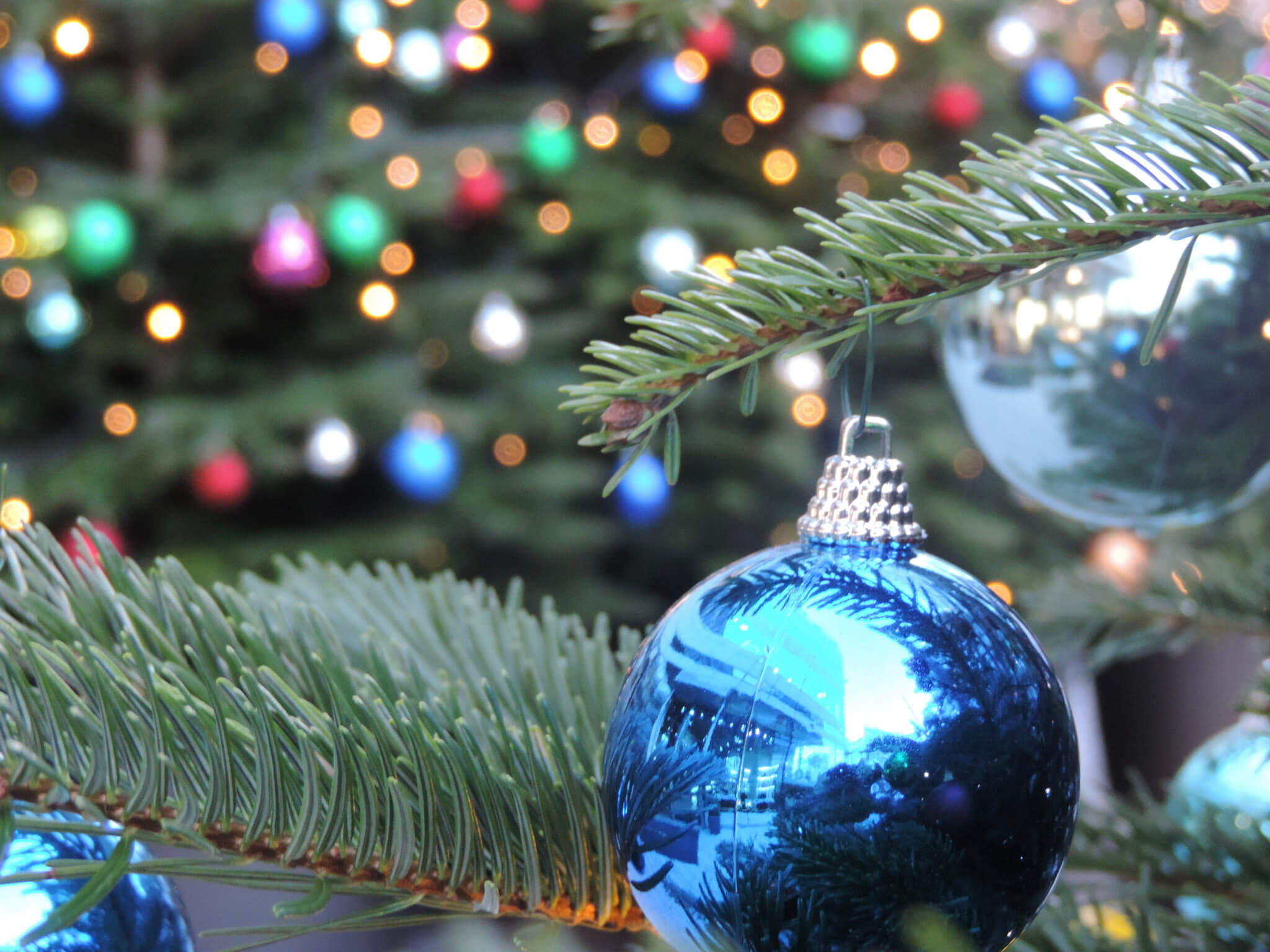 Eine blaue Weihnachtsbaumkugel hängt an einem Tannenbaum, im Hintergrund ist ein weiterer geschmückter Weihnachtsbaum